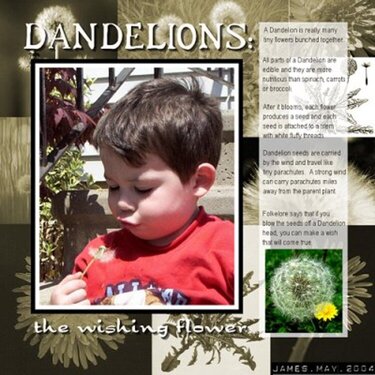 Dandelions: the wishing flower