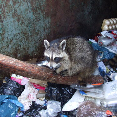 Our Dumpster Diving Racoon