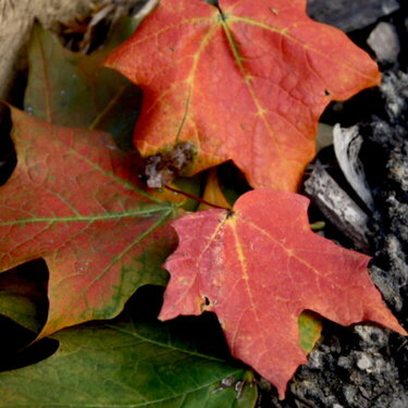 t,t,c photo hunt- fallen leaves