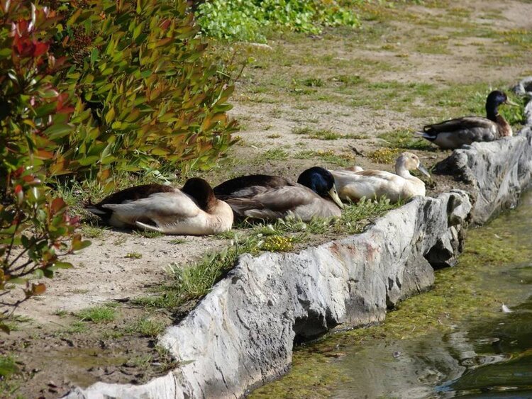 sleeping ducks