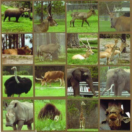 Lion Country Safari - Right