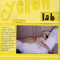 Yellow Lab