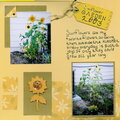 Sunflower Garden 2003