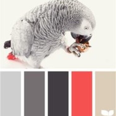 &#039;erm there isnt any pinkish in a African Grey Parrot LoL
