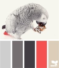 &#039;erm there isnt any pinkish in a African Grey Parrot LoL