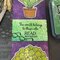 Book Mark; Mixed  Media; Succulents