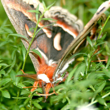 ANOTHER gigantic butterfly