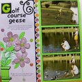 Golf Course Geese