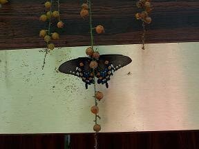 Butterfly berries