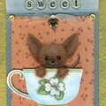 Sweet (Chihuahua)