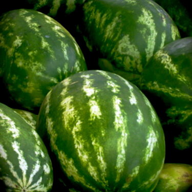 #3 Watermelon- 5 pts.