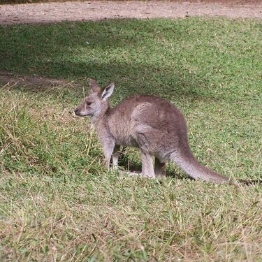Small Kangaroo - Australia Zoo