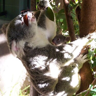 Koala and Baby - Australia Zoo