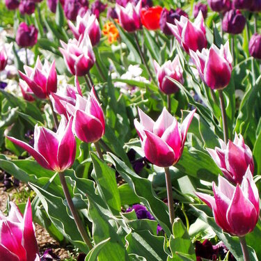 tulip festival