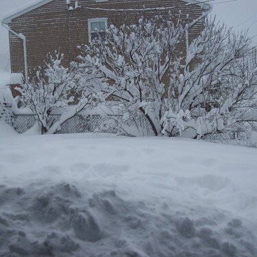 My backyard-Blizzard 2/10/2010