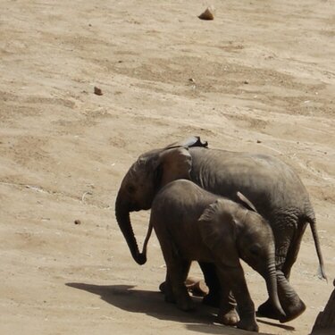baby Elefants