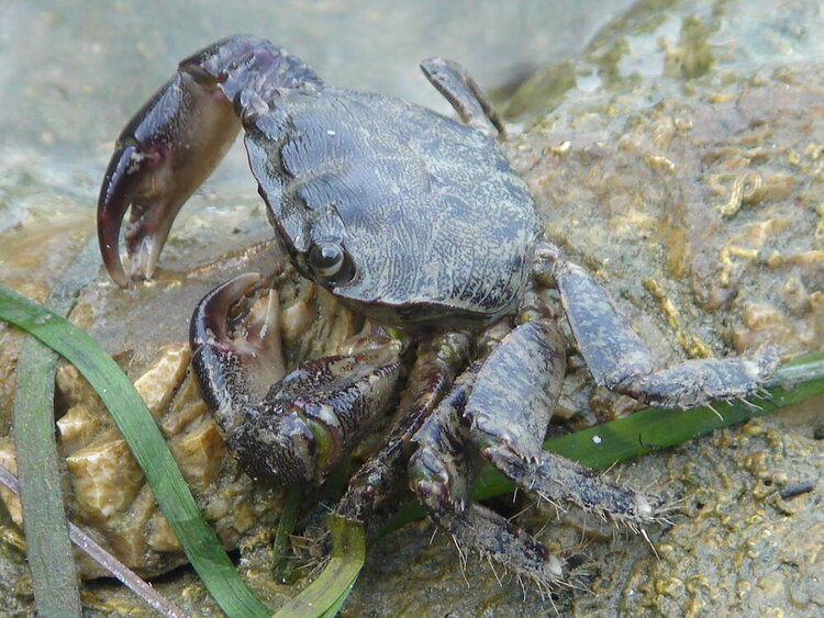 crab