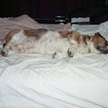 roscoe in bed