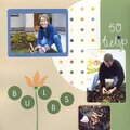 50 Tulip Bulbs