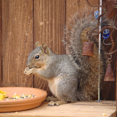 Backyard squirrel