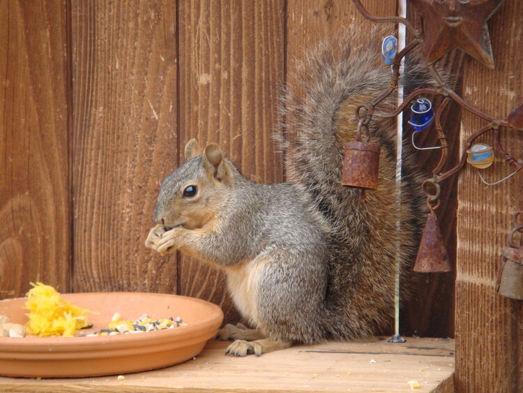 Backyard squirrel