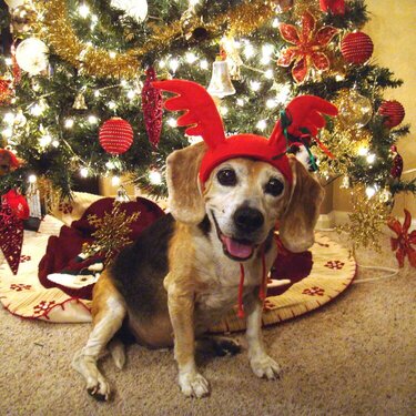 Christmas Beagle