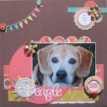 Worlds cutest Beagle