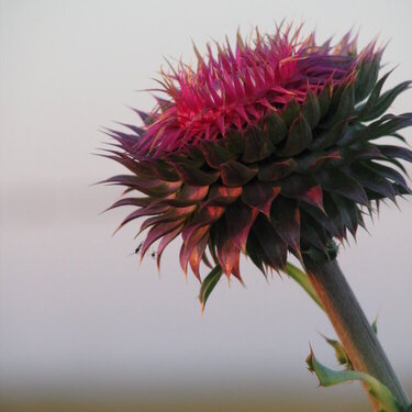 JFF Nother thistle photo