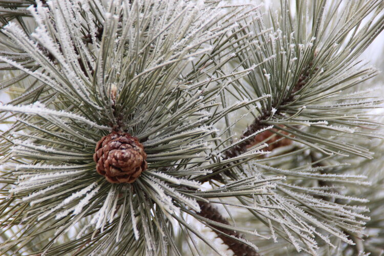 Photo Fun: Freezing Fog