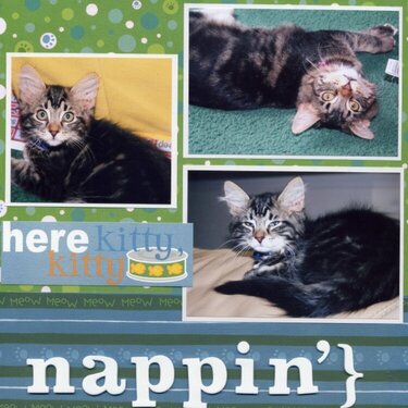 cat nappin&#039;