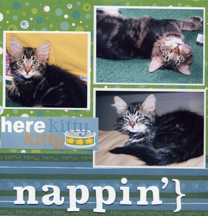 cat nappin&#039;