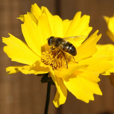 Flower-and-Bee-2