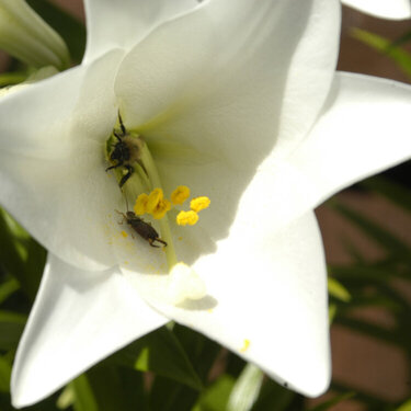 Flower-and-Bee-3