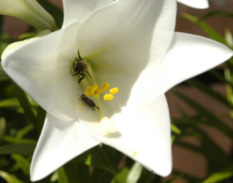 Flower-and-Bee-3
