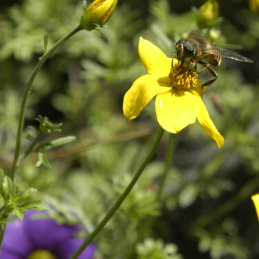 Flower-and-Bee