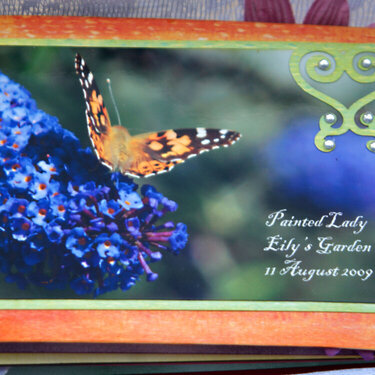 butterflies - mini book