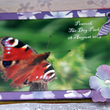 Butteflies Mini Book