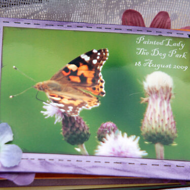 Butterflies Mini Book