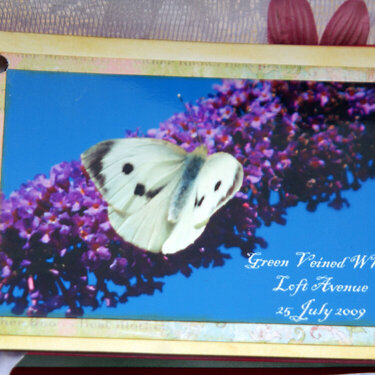 Butterflies - mini book