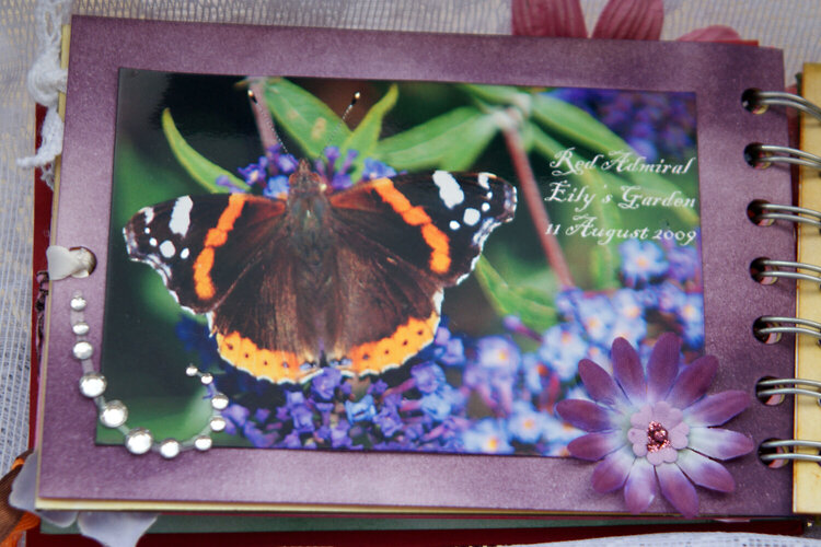 Butterflies - Mini book