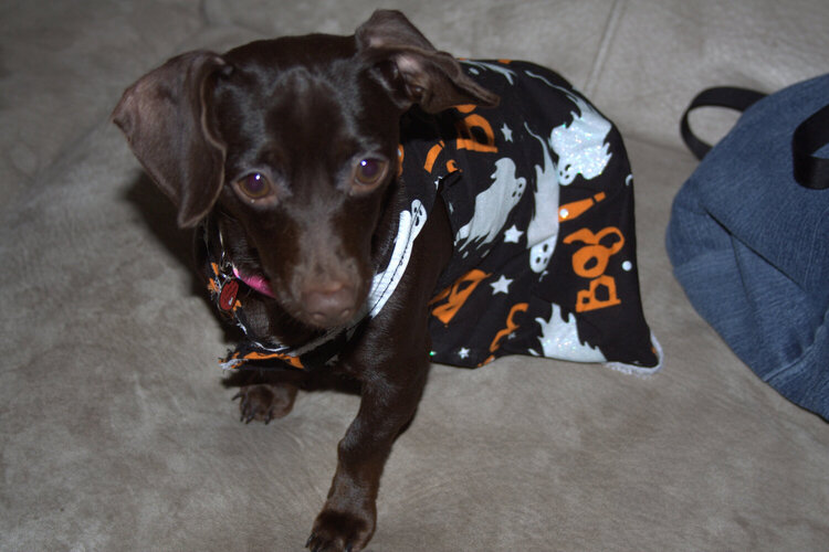Coco in her Halloween Dress