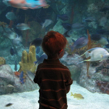 Aquarium trip