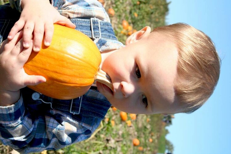 Pumpkin Picking