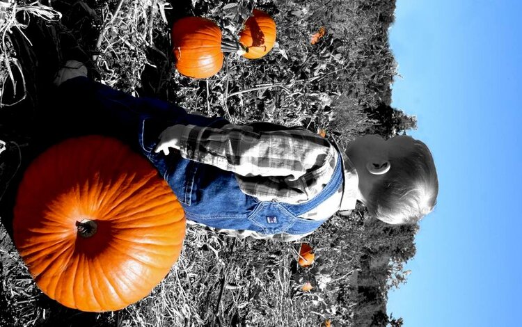 Pumpkin Picking