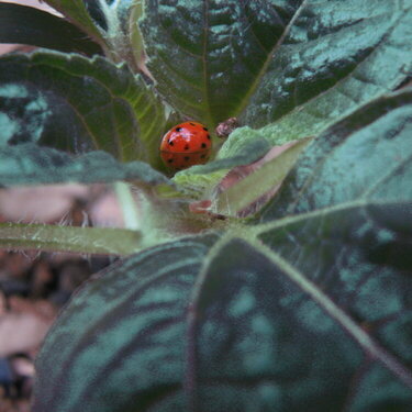 April 27 Photo - Ladybug Ladybug
