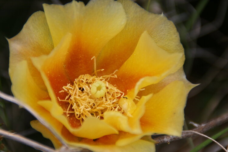 Another prickly pear bloom