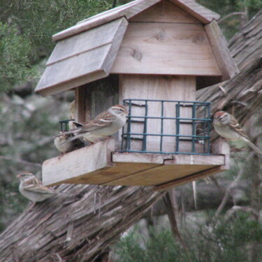 Sparrows at feeder