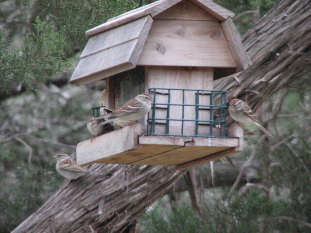 Sparrows at feeder