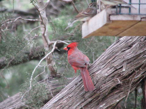 Cardinal