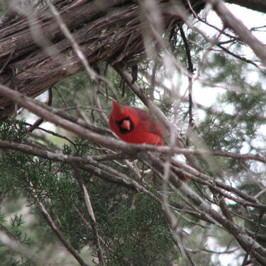 Cardinal